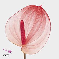 <h4>Anthurium maxima elegance</h4>
