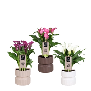 Zantedeschia gemengd Calla mix in Athene keramiek