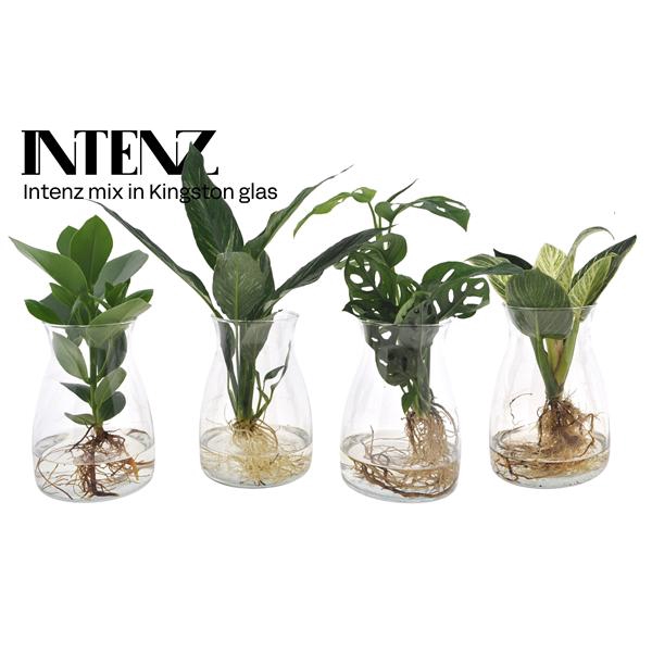 <h4>Intenz mix in Kingston glas - levertijd: 24 uur</h4>