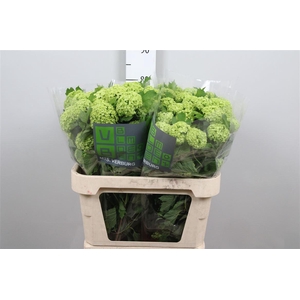 Viburnum Roseum St 2+