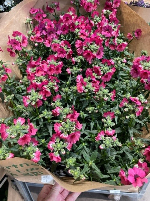 <h4>DAHLIA-HYBRID p13</h4>
