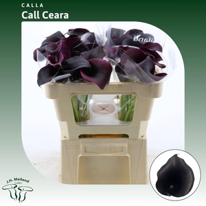 Calla Call Ceara