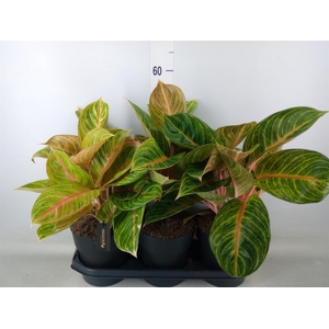 Aglaonema   ...