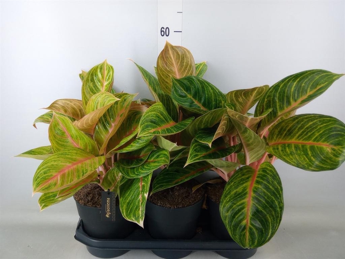 <h4>Aglaonema   ...</h4>