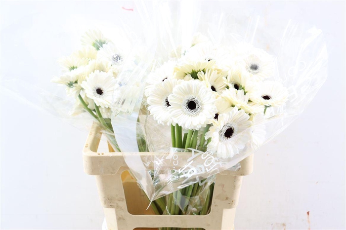 <h4>Ge Mi Lido Xxl</h4>