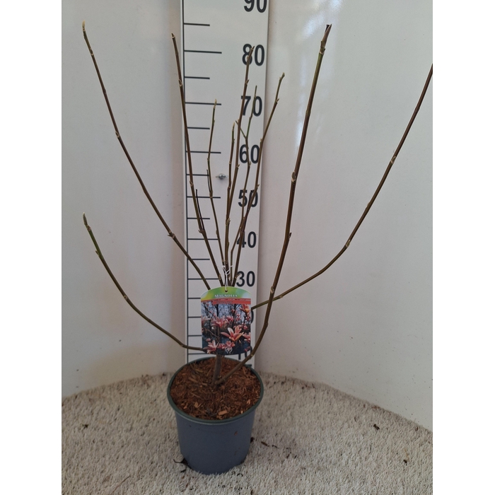 <h4>Magnolia 'Heaven Scent'</h4>