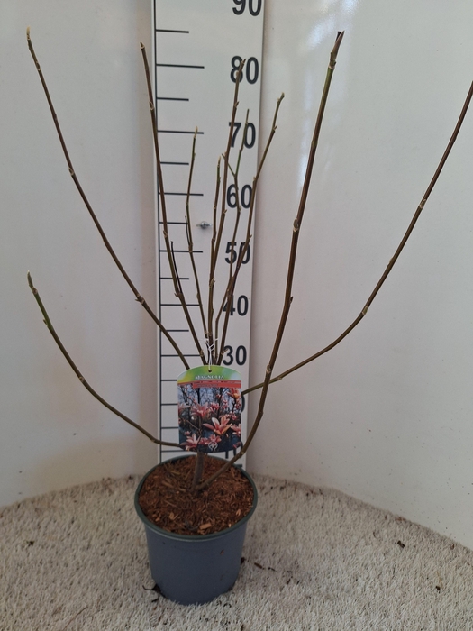 Magnolia 'Heaven Scent'