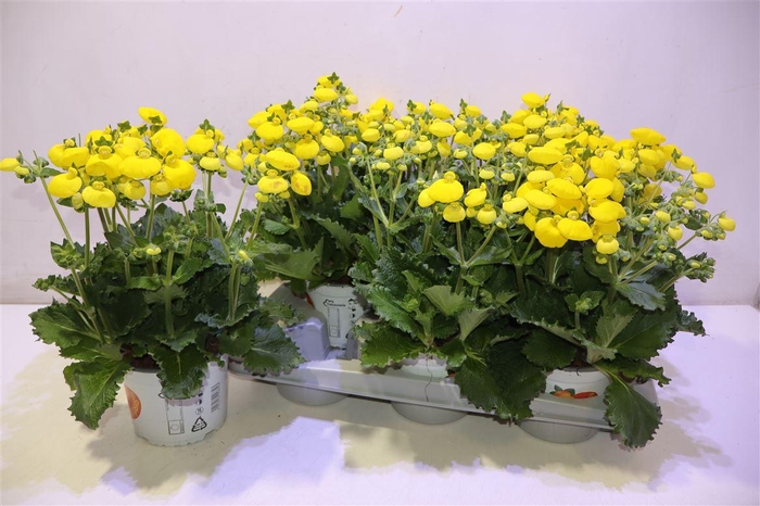 <h4>Calc Cal Yellow</h4>