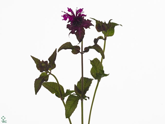 MONARDA PURPLE FOUNT