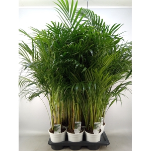 Dypsis lutescens   ...Chrysalidoca