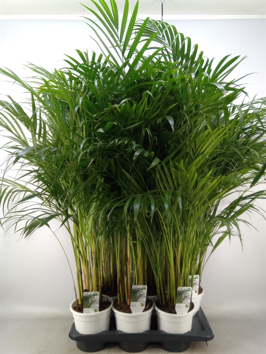 <h4>Dypsis lutescens   ...Chrysalidoca</h4>