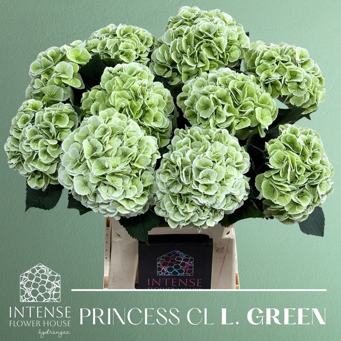<h4>Hydrangea royal princess (classic)</h4>