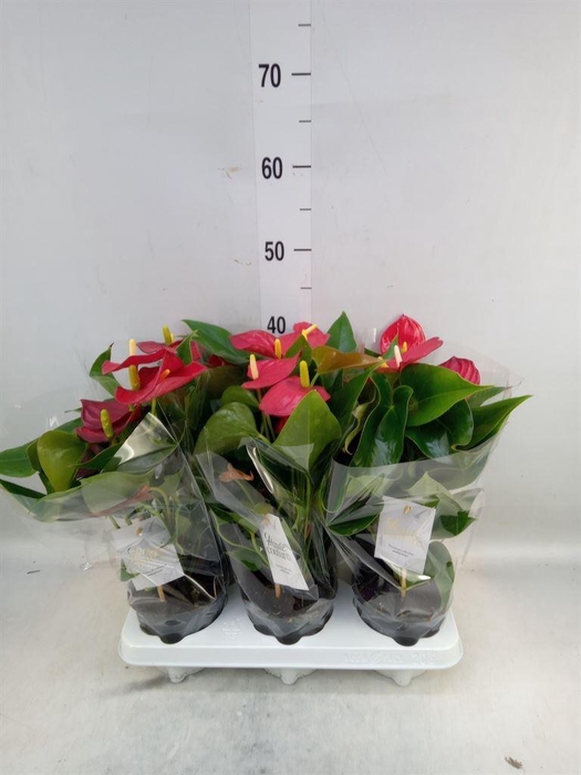 <h4>Anthurium andr. 'Aroha'</h4>