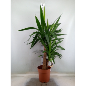 Yucca