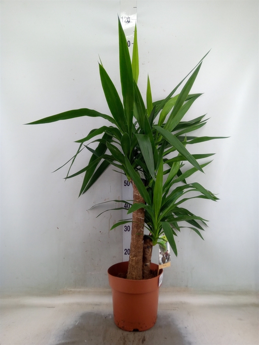 <h4>Yucca</h4>