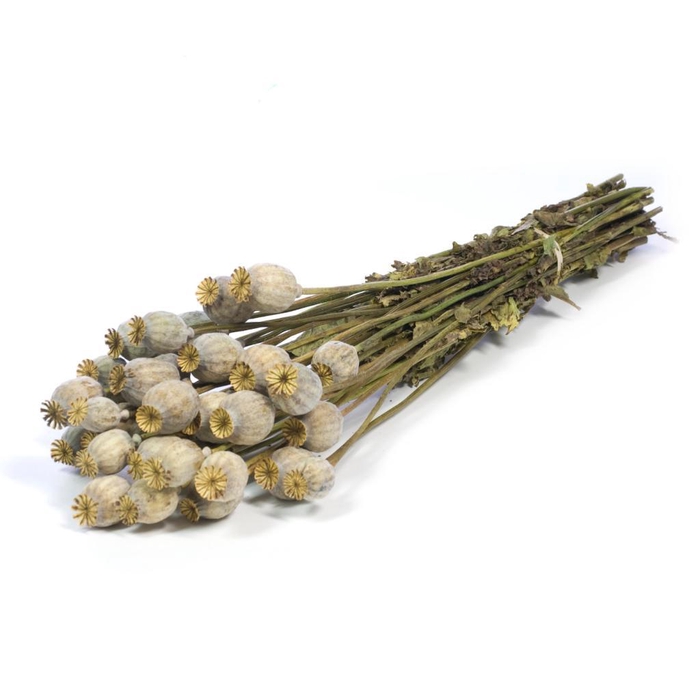 <h4>Papaver Natural Green Grey</h4>