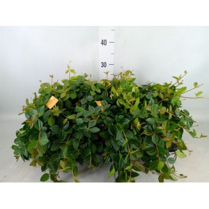 Peperomia  'Rocca Scuro'