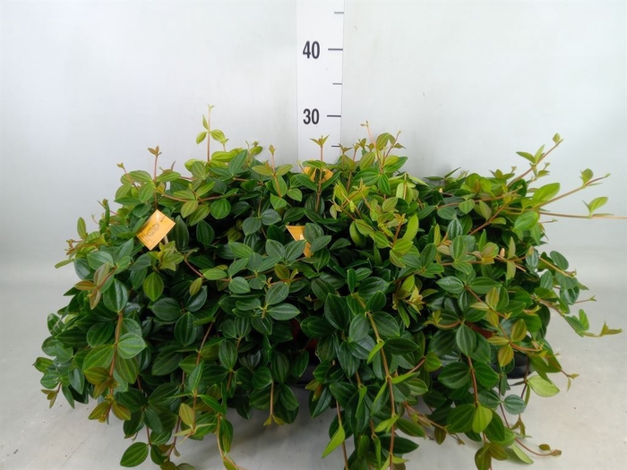 <h4>Peperomia  'Rocca Scuro'</h4>