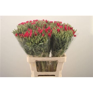 Clarkia Am Gr Red