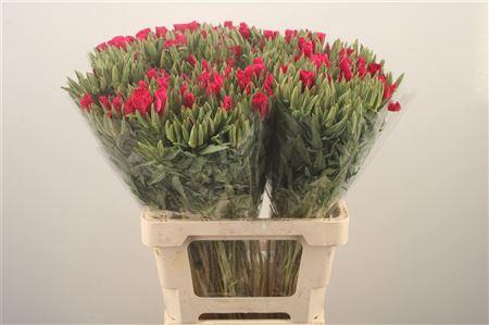 <h4>Clarkia Am Gr Red</h4>
