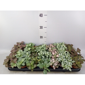 Fittonia   ...mix 7