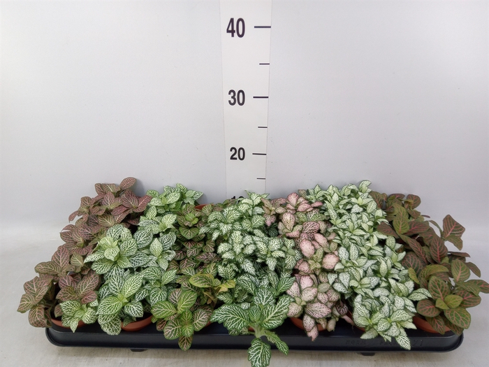 <h4>Fittonia   ...mix 7</h4>