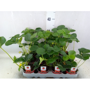 Fragaria vesca