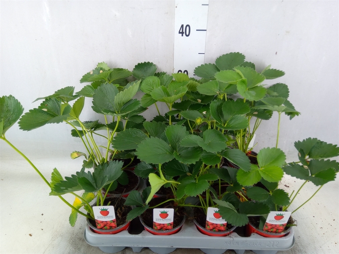 <h4>Fragaria vesca</h4>