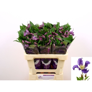 CLEMATIS BLUE PIROUETTE CLEM BLUE P