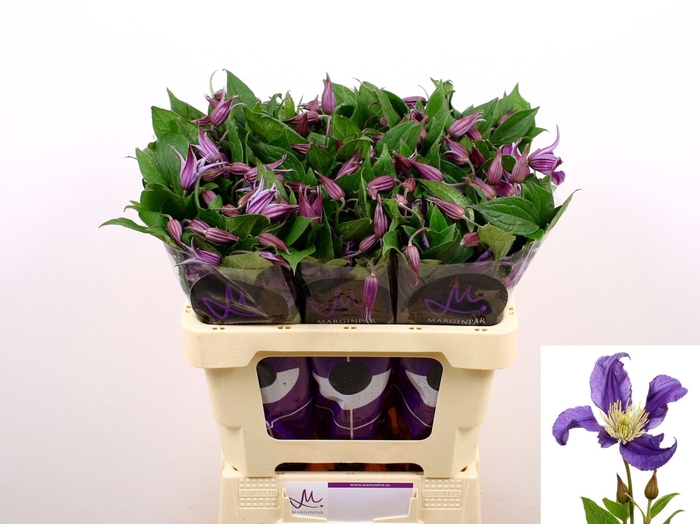 <h4>CLEMATIS BLUE PIROUETTE CLEM BLUE P</h4>