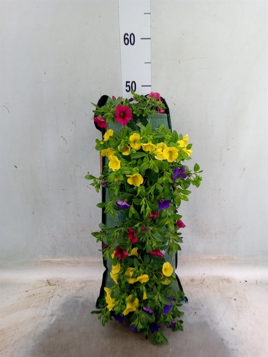 <h4>Calibrachoa   ...</h4>