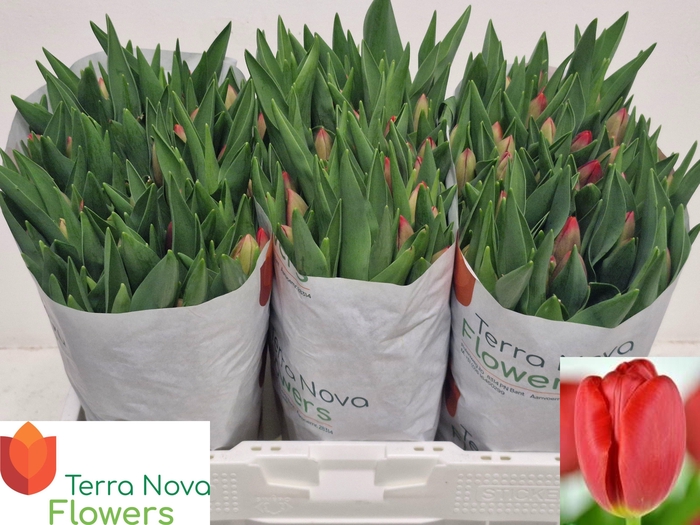 <h4>TU EN RESCUE</h4>