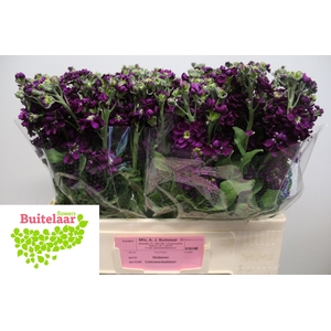 MATTH AIDA PURPLE