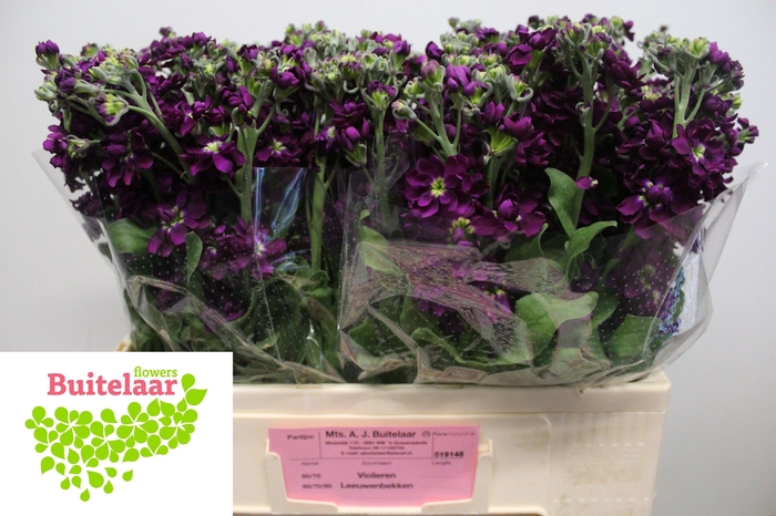 <h4>MATTH AIDA PURPLE</h4>