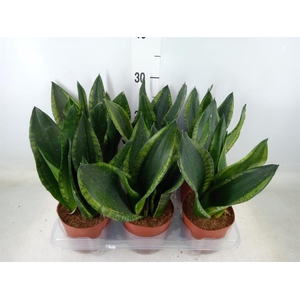 Sansevieria trifa.   ...