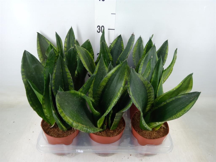 <h4>Sansevieria trifa.   ...</h4>