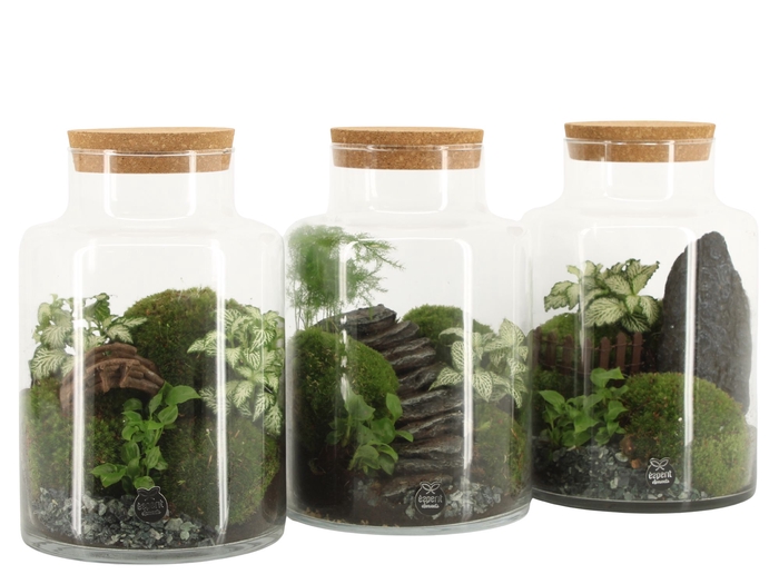 <h4>Opm Landscape Terrarium Arrangement</h4>