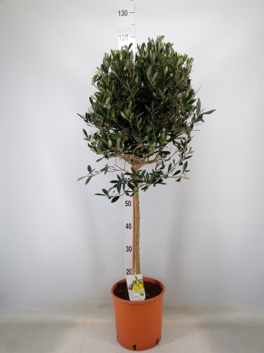 <h4>Olea europaea</h4>