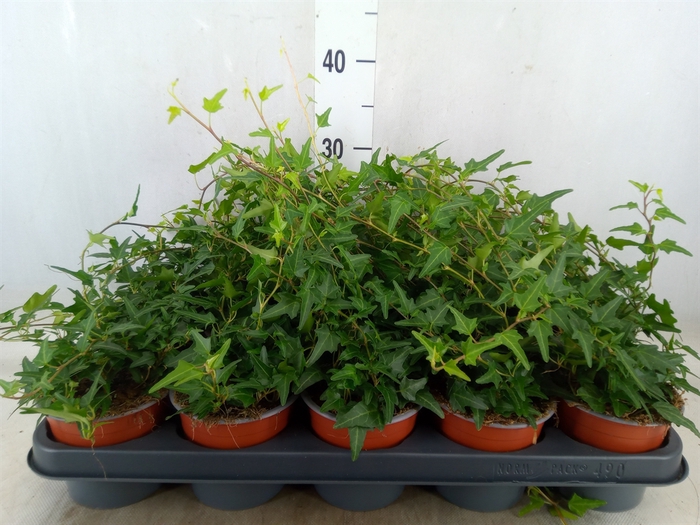 <h4>Hedera helix   ...</h4>