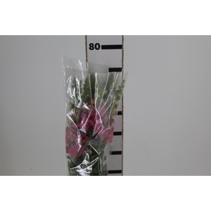 BOCA DE LEAO UBIRA ROSE 070 CM