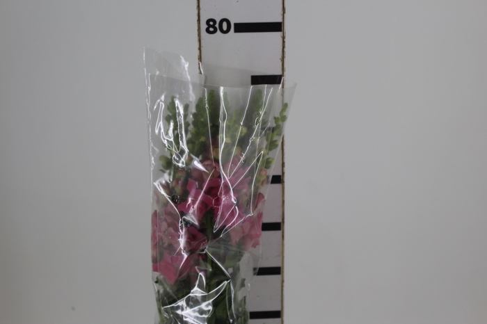 <h4>BOCA DE LEAO UBIRA ROSE 070 CM</h4>