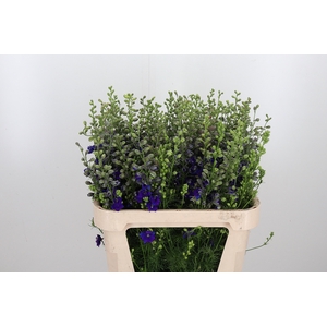 Delphinium Aj Blauw