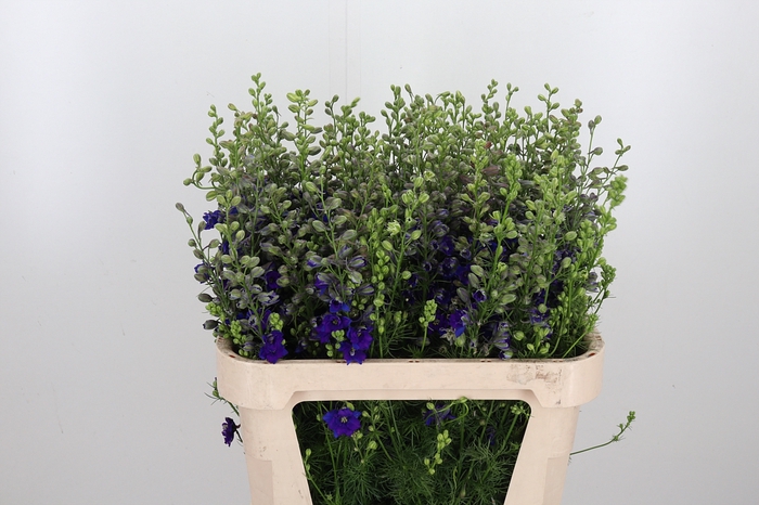 <h4>Delphinium Aj Blauw</h4>