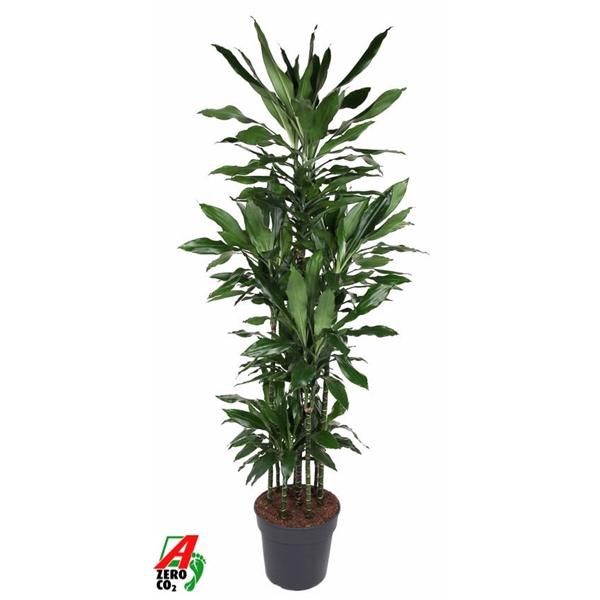 Dracaena Janet Lind 120-carrousel