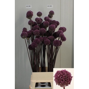 ALLIUM SUMMER DRUMME