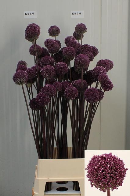 <h4>ALLIUM SUMMER DRUMME</h4>