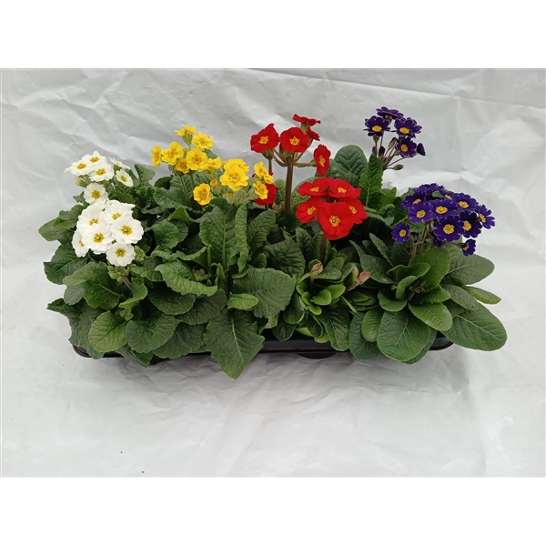 <h4>Primula Veris Mix P13</h4>