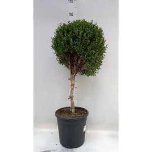 Myrtus communis