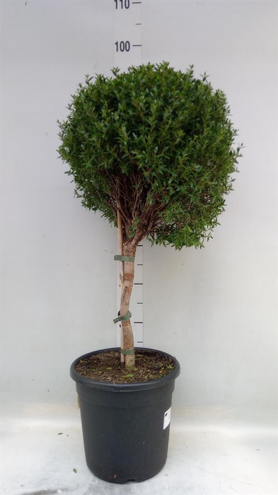 <h4>Myrtus communis</h4>