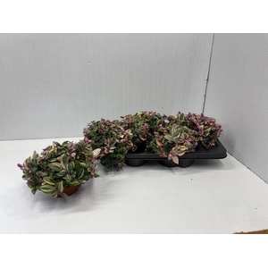 Tradescantia flum. 'Quadricolor'